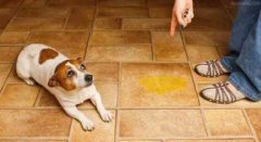 懲罰狗狗常見誤區，你知道嗎？