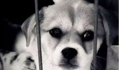 你的行為傷害到狗狗了嗎？