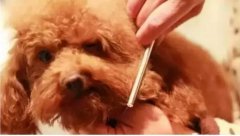 如何給狗狗梳毛？