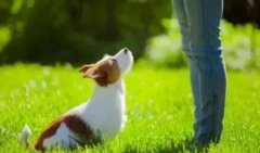 讓狗狗安靜的七大方法，你知道嗎？