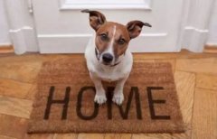 春節寵物寄養，不可不知的注意事項