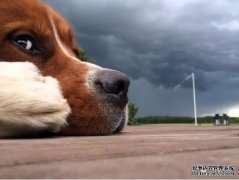 寵物知識——狗狗冷知識之續篇