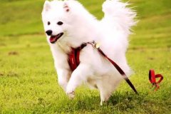 狗狗教會我們的人生道理，你做到了嗎？