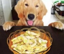 總被人問：“你為什么愛狗？”因?yàn)椤?></div>
                <div>
                    <h2>總被人問：“你為什么愛狗？”因?yàn)椤?/h2>
                    <div><span>2018-06-01

</span><span>查看更多</span></div>
                </div>
            </a><li>
             <a href=