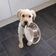 到了飯點(diǎn)不喂狗，你可知道后果的嚴(yán)重性？