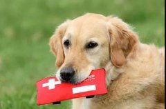 狗狗突然休克？7個急救辦法可以救你的狗! 華興