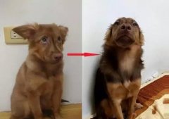 狗知道自己是狗嗎？