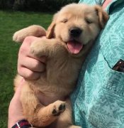 把狗當孩子養，你認同嗎？ 華興寵物食品