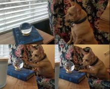 我家狗愛多管閑事咋整？一天到晚都瞎操心...