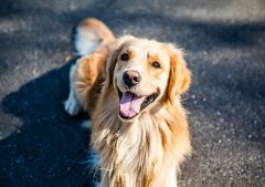 春季養狗，需要注意什么？ 華興寵物食品