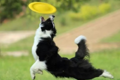 狗狗春季掉毛持續多久？如何改善愛寵的被毛？