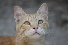 流浪貓可以帶回家養嗎？怎么把流浪貓帶回家養？