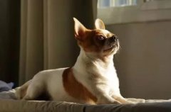 主人出門(mén)將狗狗留在家中，這些事項(xiàng)一定要牢記