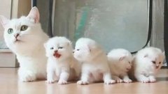 貓咪一生要經(jīng)歷的六個(gè)階段，你家貓?zhí)幱谀膫€(gè)時(shí)期？