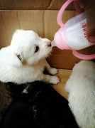 剛出生的小狗如何人工喂養(yǎng)？
