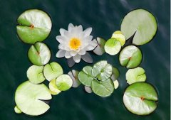 夏至丨夏花燦爛，愛至美好