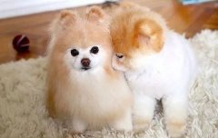 我想養(yǎng)狗，養(yǎng)什么狗，告別單身的狗