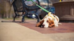 天氣熱了，寵主們請停止對狗狗的傷害！