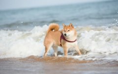 夏季遛狗，要避開這四種不良行為，你別不知道