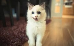 只需看這幾點，就能判斷貓咪熱不熱