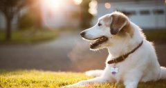 合理喂養寵物狗有技巧，你知道嗎? 華興寵物食品