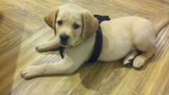 注意！狗狗的這些動作不是撒嬌，而是求助！