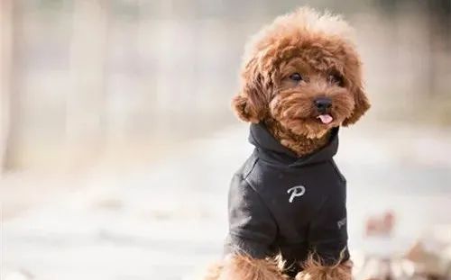 養狗，這些“低級錯誤”千萬不能犯！