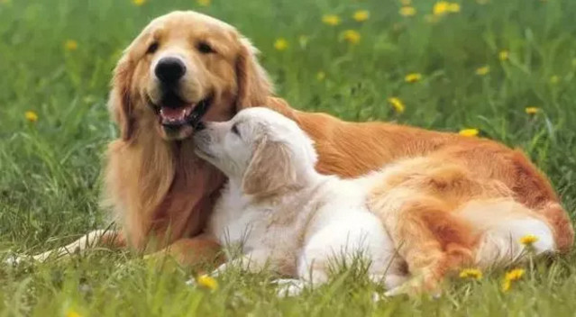 春季貓狗毛發滿天飛，如果是病理性掉毛，鏟屎官們要注意了！