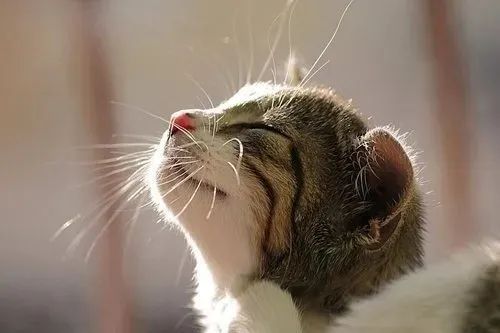 養貓忠告：這3件事一定要做，還有3件事千萬不要做！